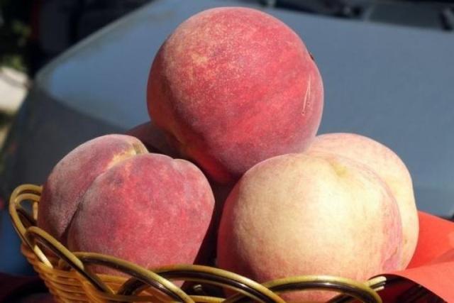 晚熟的黄桃品种大全2019年新品种桃树