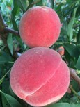 脆甜离核桃树品种大全迟桃子图片1