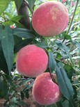 脆甜离核桃树品种大全迟桃子图片2