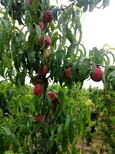 脆甜离核桃树品种大全迟桃子图片3