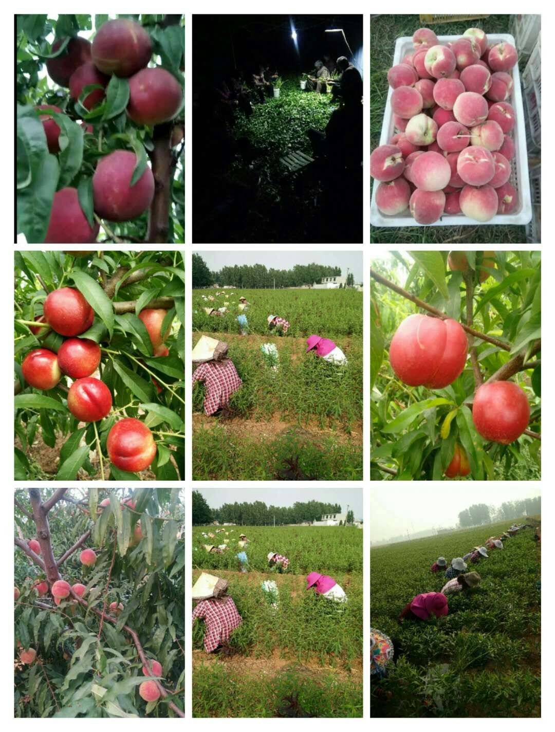 五月初早熟桃品种中秋脆桃品种介绍		