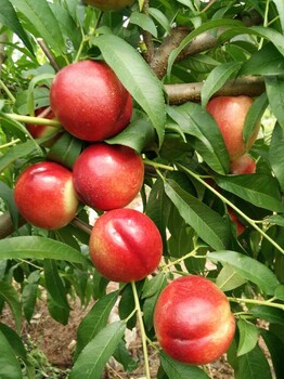 红不软桃迟熟黄桃品种