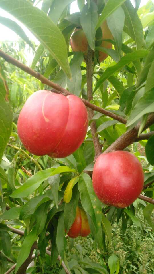 十月成熟的黄桃品种脆桃简介几月成熟		