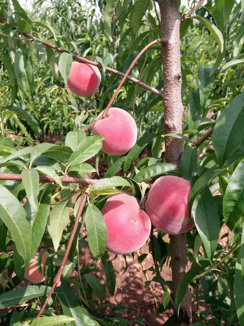 桃子甜的品种桃子品种介绍图片大全