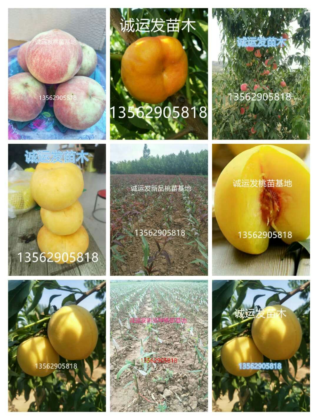 黄桃品种大全介绍贵的桃子是什么品种
