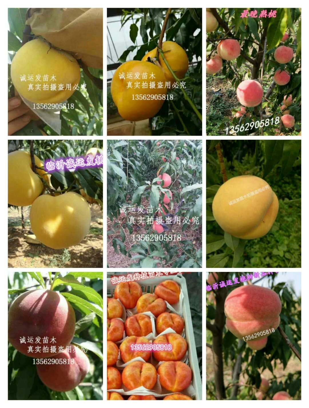 晚熟离核黄桃好品种桃子品种介绍图片大全		
