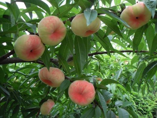 早熟的黄桃品种中油21号油桃优缺点