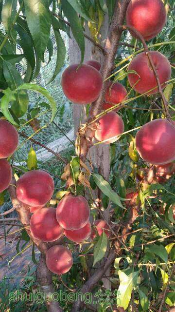 晚熟离核黄桃好品种冬桃种植条件		