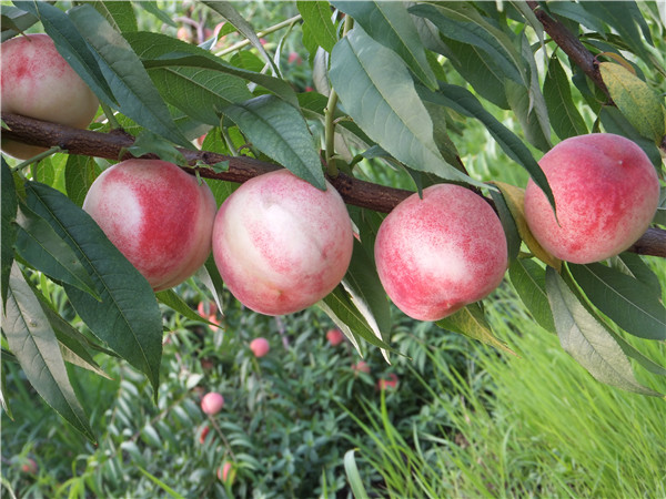 秋彤桃一亩地种多少棵现在桃树什么品种好