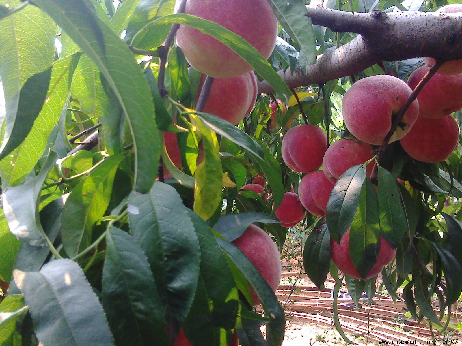9月熟的黄桃品种有几种油蟠桃7-7桃论邦