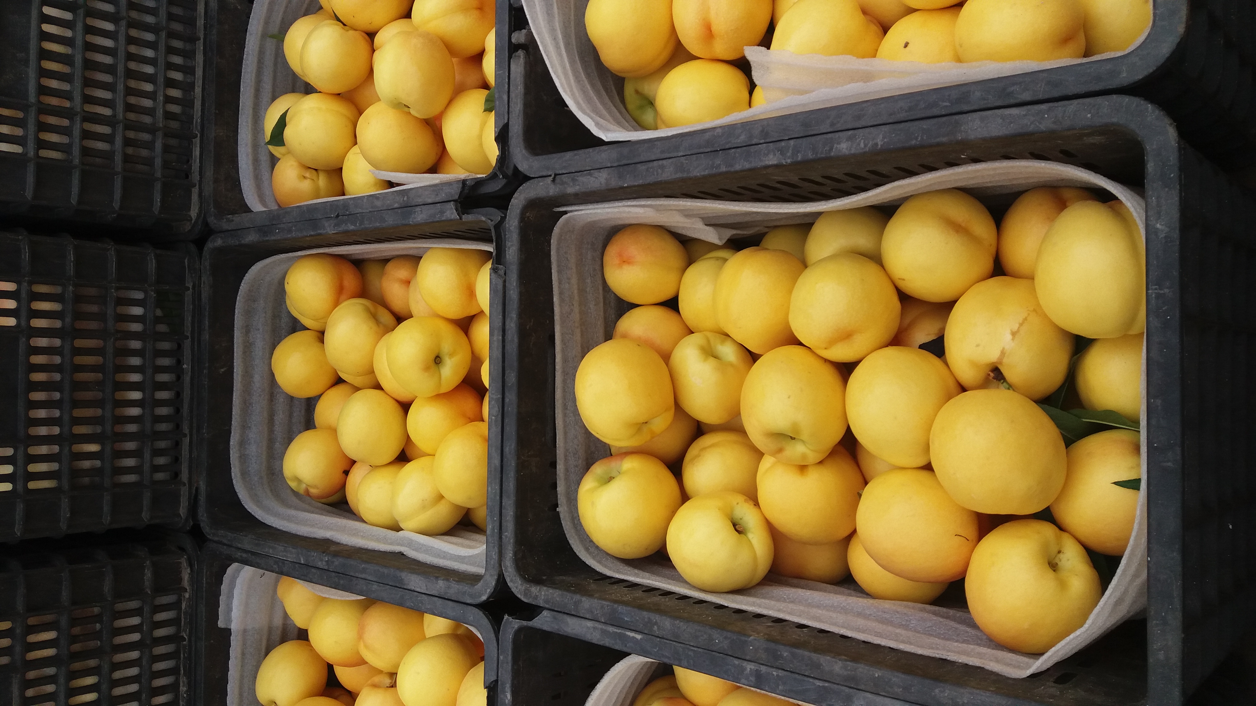 6至9月成熟的黄桃品种晚熟黄桃什么品种好