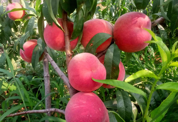 节成熟的桃子山东好的桃树品种