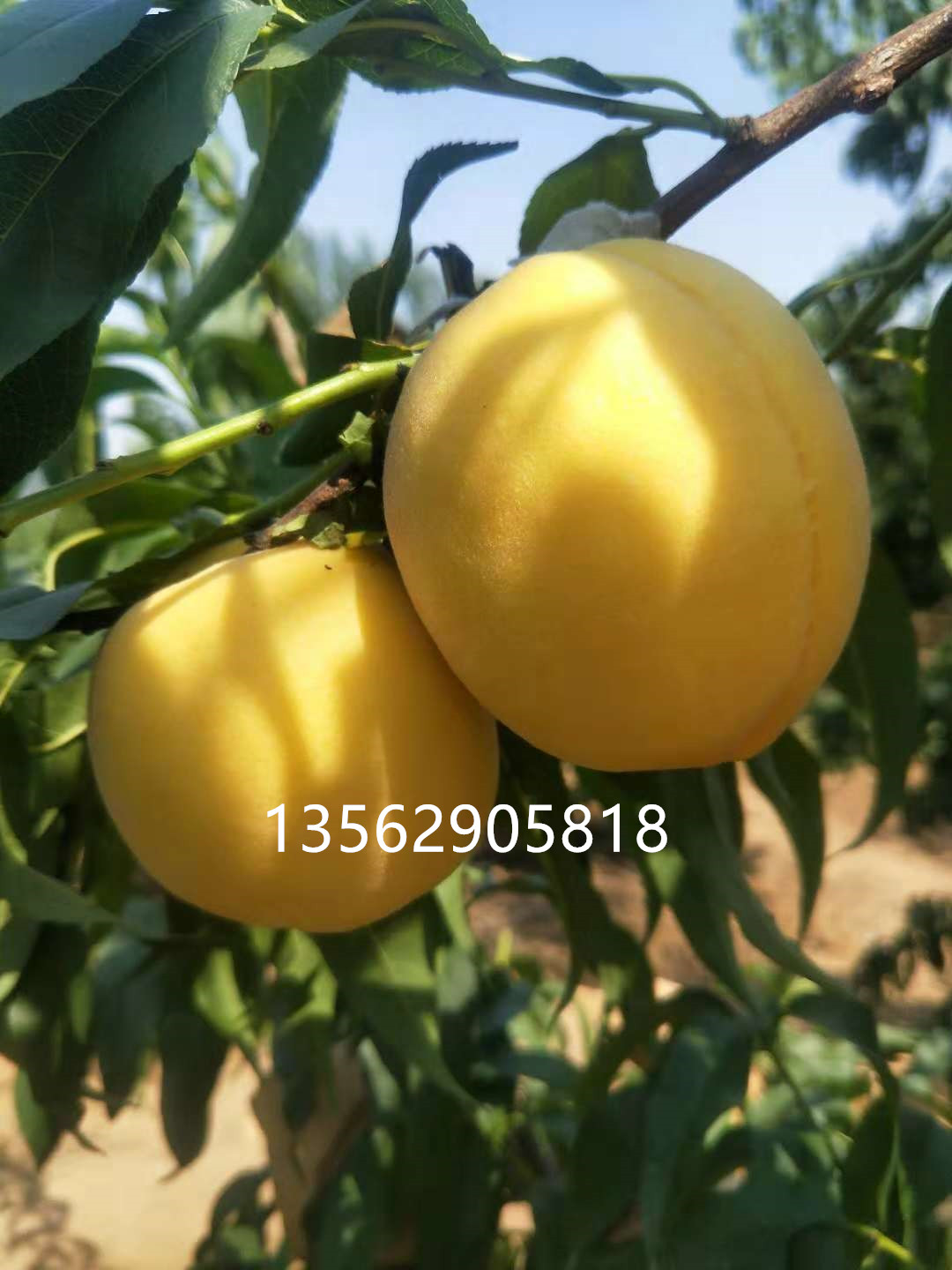 早熟的黄桃品种山东特大早熟600克大桃