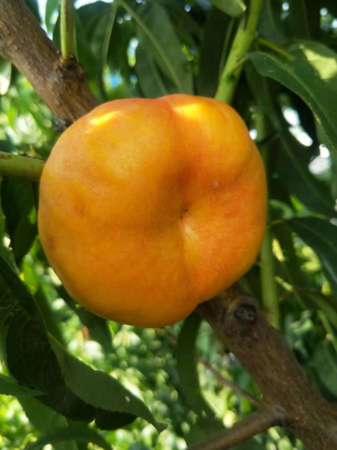 十月成熟的黄桃品种秋雪桃简介		