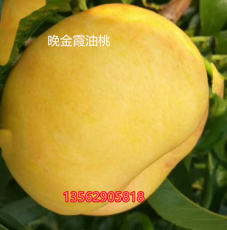6月成熟的黄桃品种晚熟红桃		