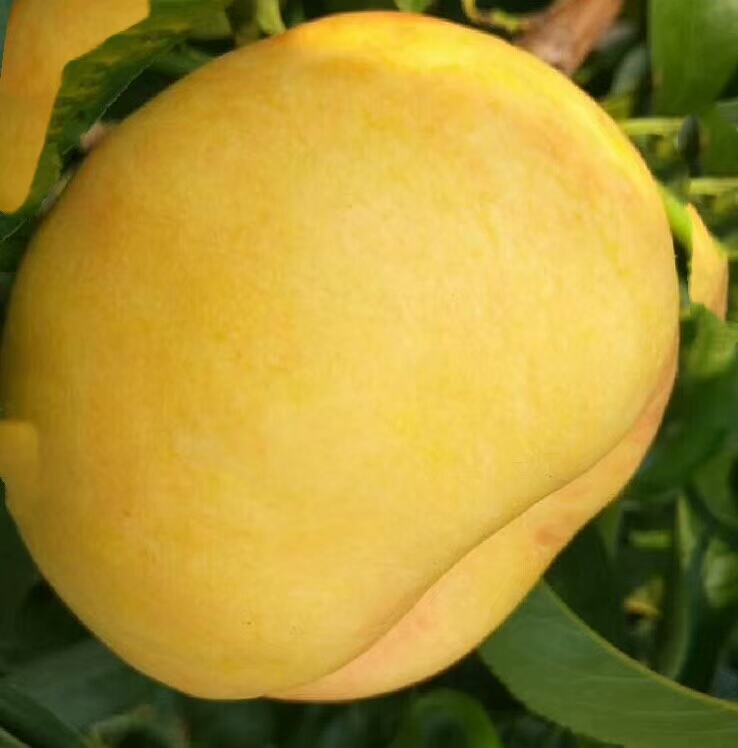 2017年早熟黄桃新品种油蟠桃7一7多少钱一斤		