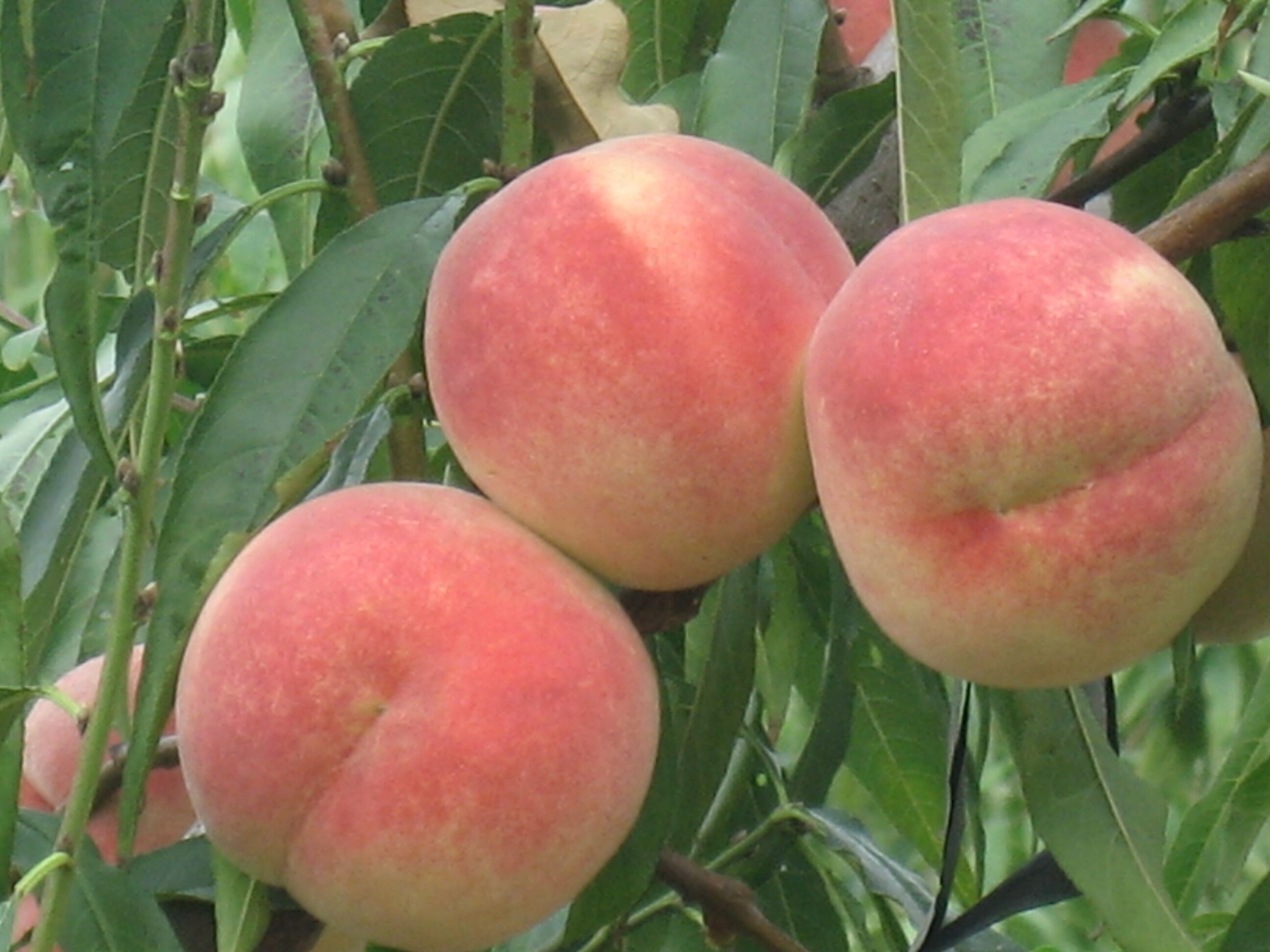 中秋节成熟的桃子桃子品种介绍图片大全		
