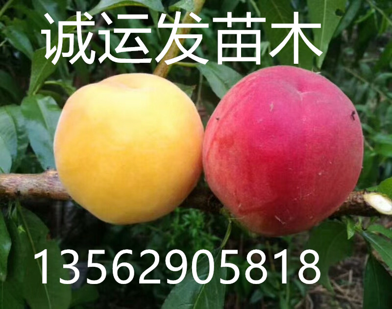 桃树品种苗价格巨桃