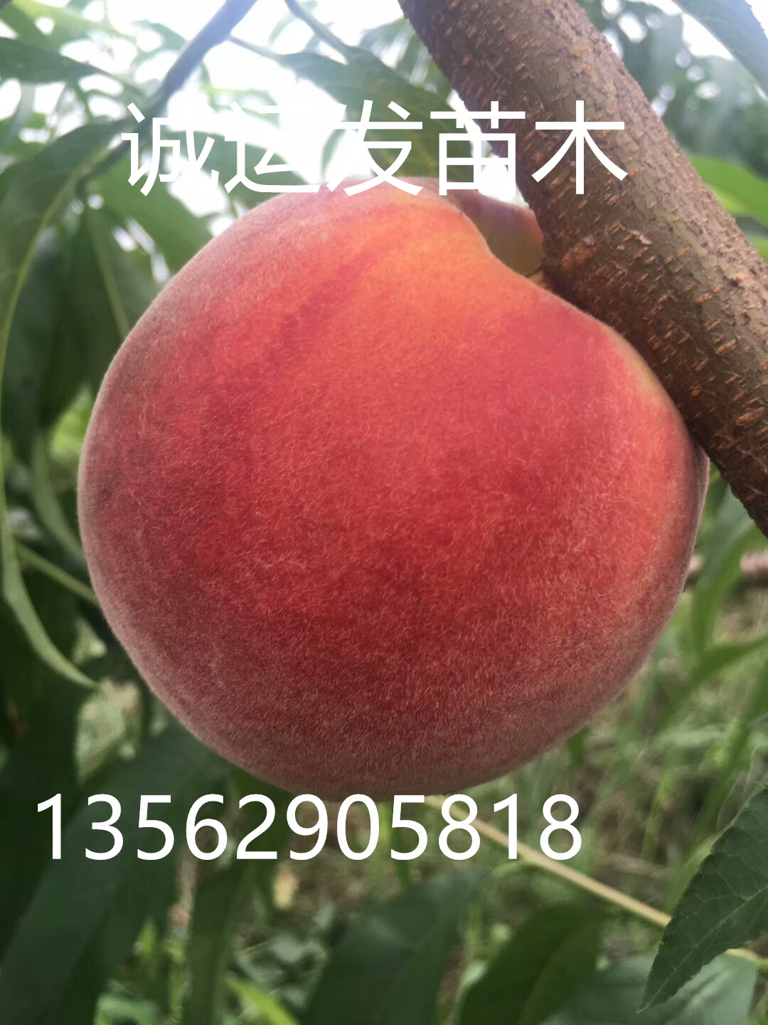 脆桃五月初早熟桃品种