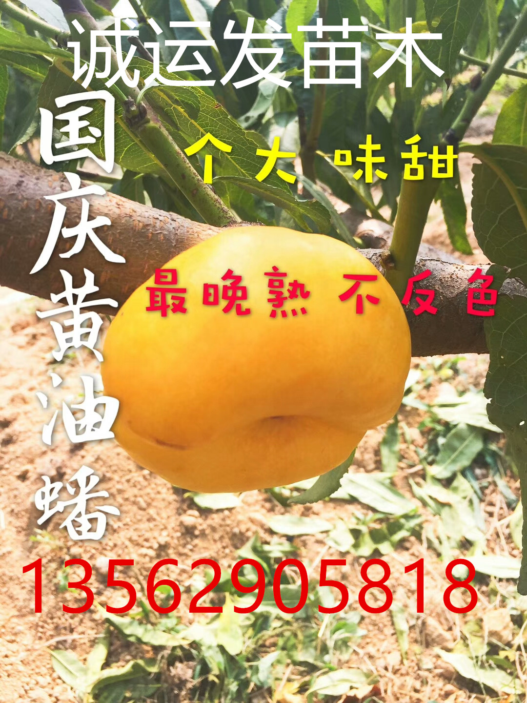 早熟的黄桃品种蜜4号图片		