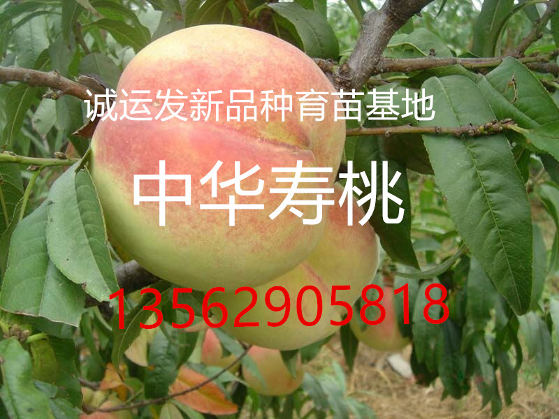 节成熟的黄桃品种3斤大的桃子是什么品种
