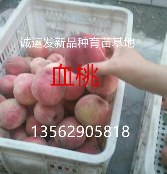 桃子苗批发晚熟黄桃品种黄金蜜4号