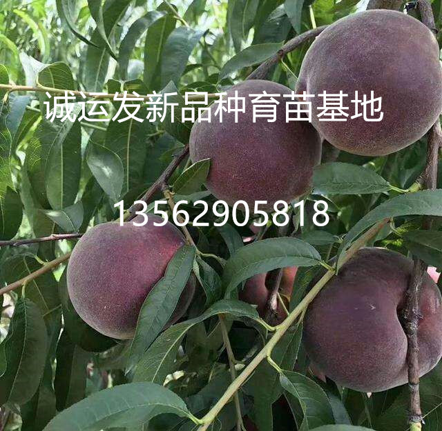 节成熟的桃子8月份成熟黄油桃品种