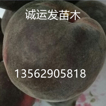 16個(gè)桃樹品種簡(jiǎn)介黃金蜜4號(hào)桃