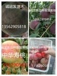 短枝8号桃离核甜桃品种图片5