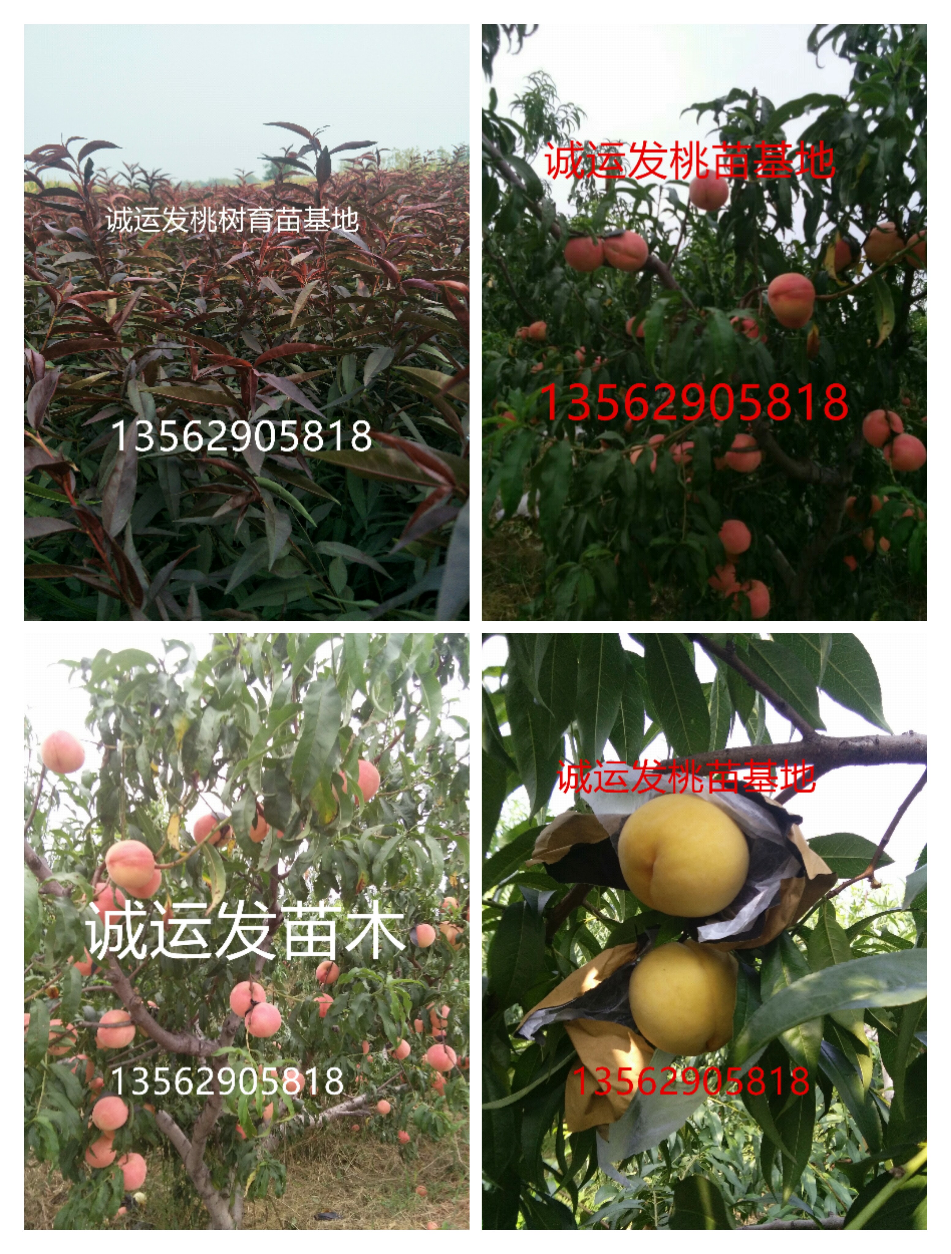 6月成熟的黄桃品种蜜二号桃成熟期		