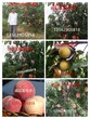 山东最新离核桃树离核品种桃树的十六种最新品种