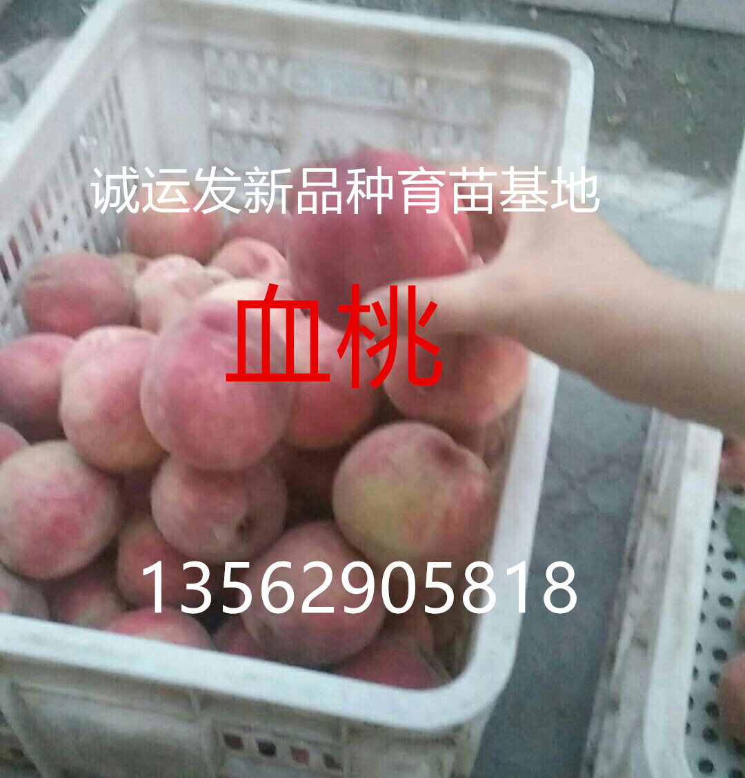 黄桃新品种王2019年新品种桃树
