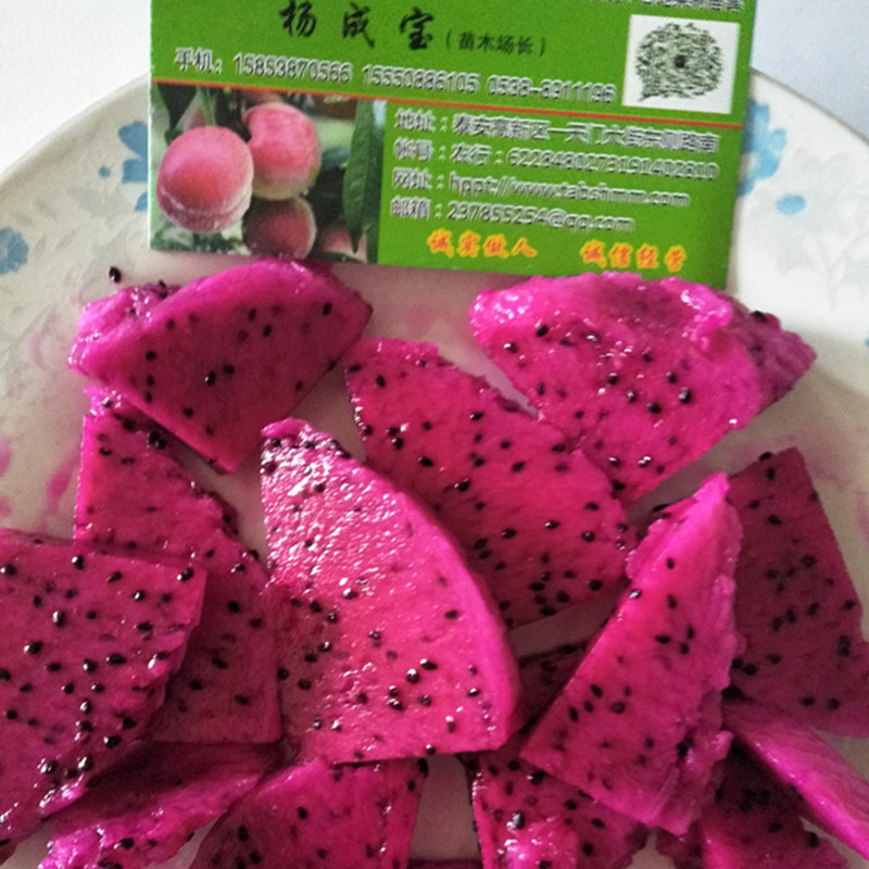 玉林紅心火龍果苗修剪技術(shù)