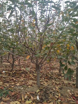 怎樣栽培櫻桃樹種植方法吉塞拉大櫻桃價格是多少