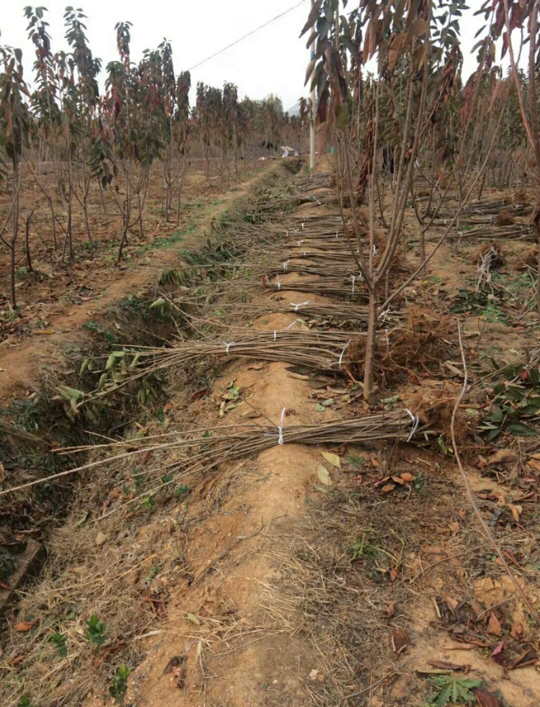 怎樣栽培櫻桃樹種植方法吉塞拉大櫻桃價格是多少