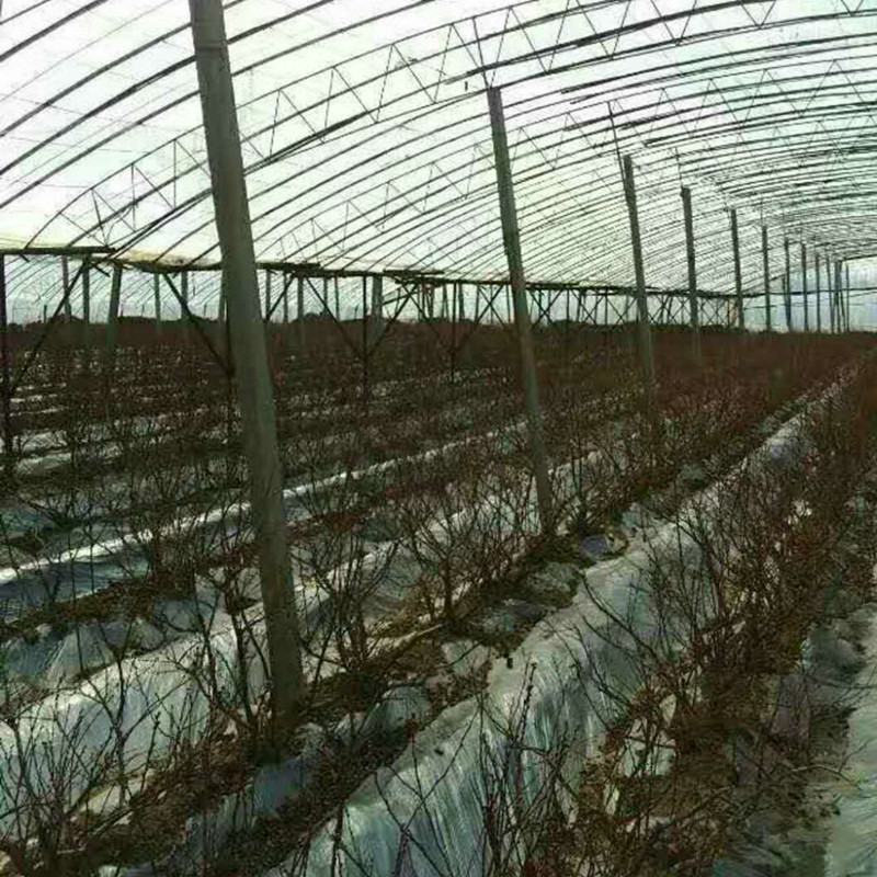 藍(lán)莓苗用什么花盆3年藍(lán)莓苗多少錢(qián)一株