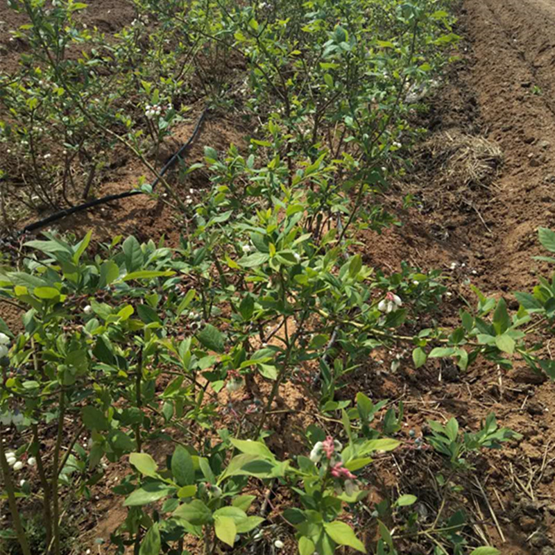 四川蓝莓树苗是什么季节种植盆栽蓝莓苗种植