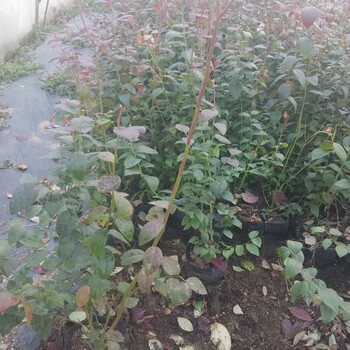 藍莓苗怕凍嗎3年藍莓苗哪里好