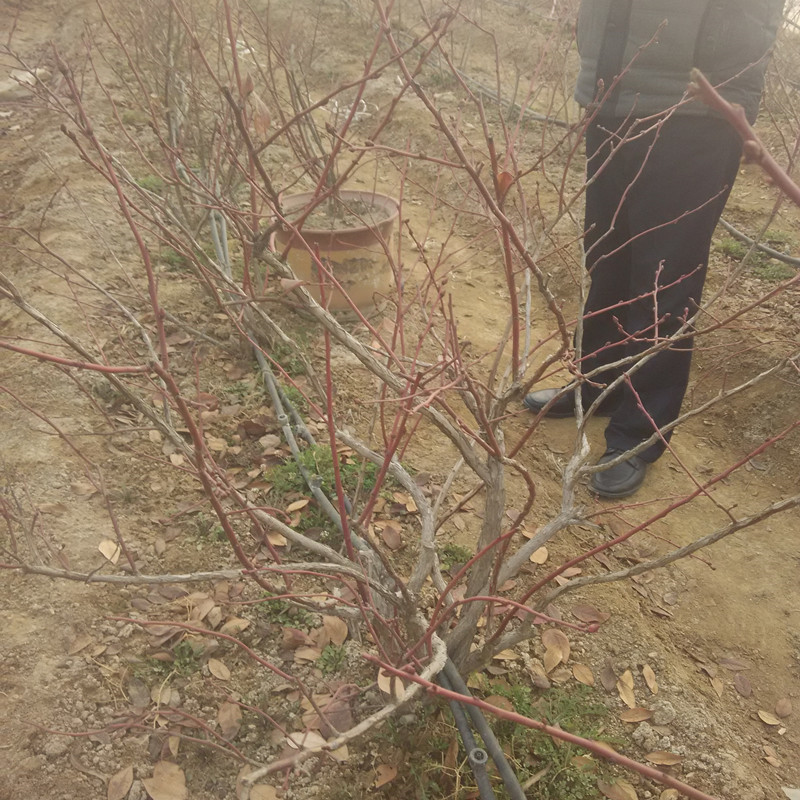 南宁蓝莓苗3年蓝莓苗管理方法