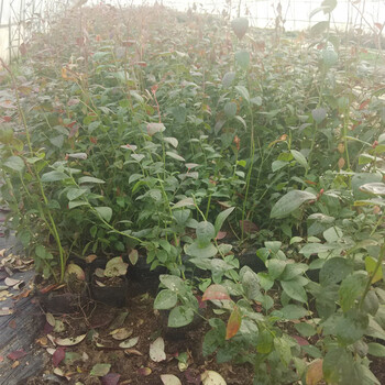 哪種藍莓苗適合盆栽3年藍莓苗成活率