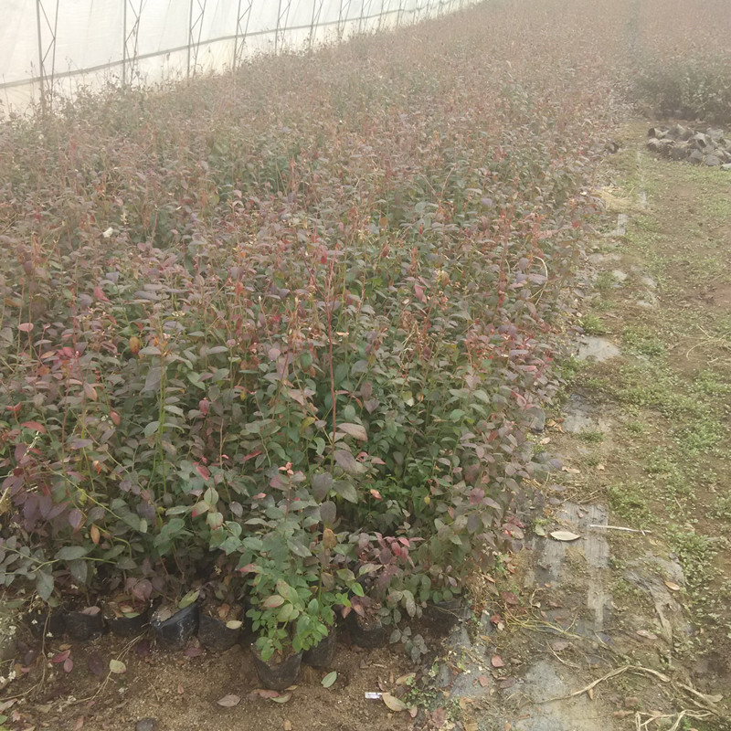 藍(lán)莓苗用什么花盆3年藍(lán)莓苗多少錢(qián)一株