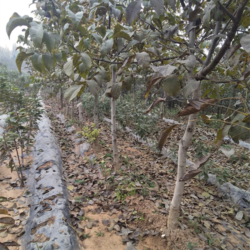 淮北大核桃樹移栽時間