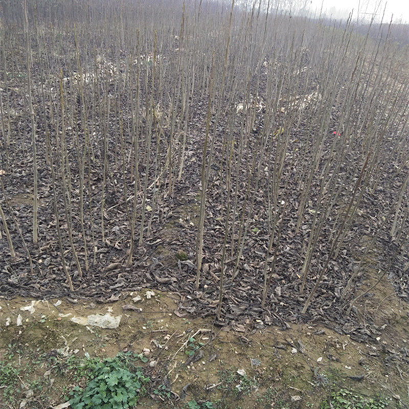 淮北大核桃樹移栽時間