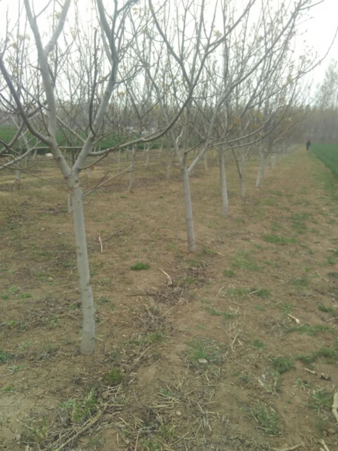 淮北大核桃樹移栽時間