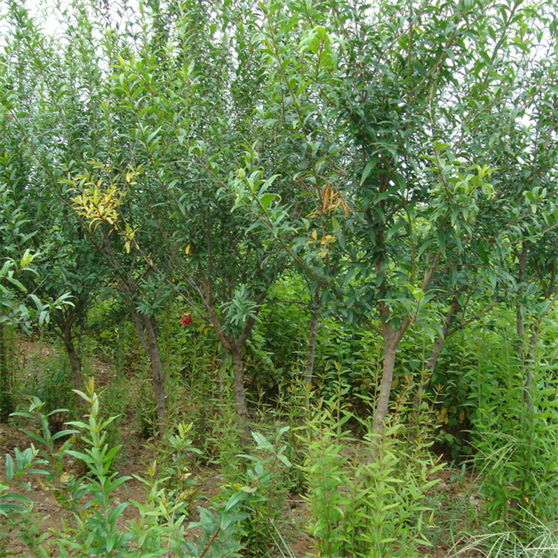 1公分石榴苗现在种石榴树缓苗期多长时间苍溪