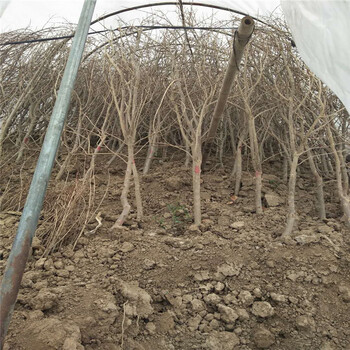 石榴樹(shù)苗石榴樹(shù)苗什么時(shí)候移栽瑪納斯