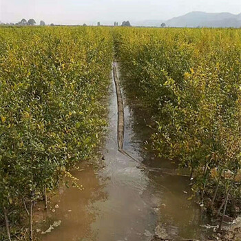 牡丹花石榴山东甜石榴树苗种植批发金秀