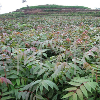 黄南香椿小苗几月份种植好1年香椿苗