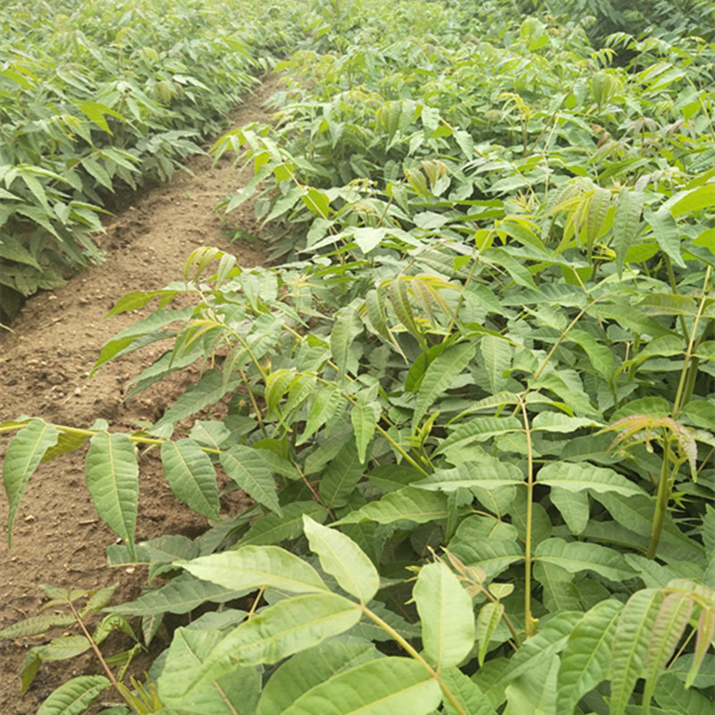 信阳泰山香椿苗种植多久有收益1公分香椿苗