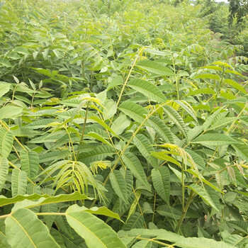 周口香椿苗什么季節(jié)栽1米香椿苗